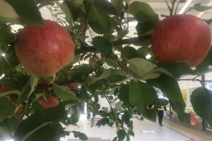 福島駅,コンコース,りんごの木