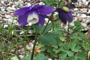 コロナ禍をコロナ花に,庭のおだまきそう