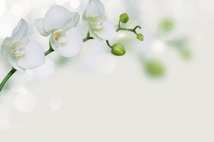 妣,亡くなった母,命日,